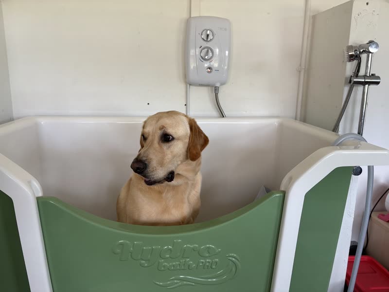 A yellow labrador sitting in the grooming bath with the shower unit on the wall behind