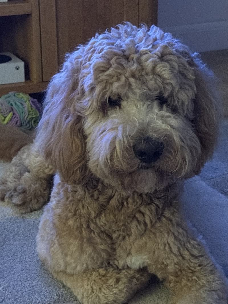 A shaggy cream cockapoo lying on a carpet at home before its groom