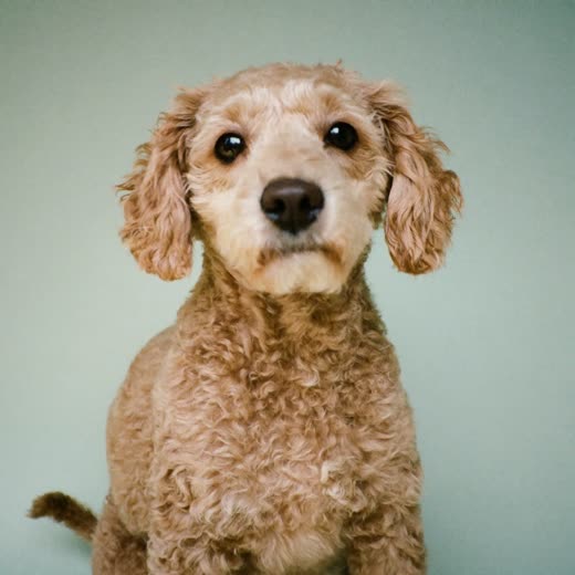 A curly-coated dog with a freshly clipped full groom