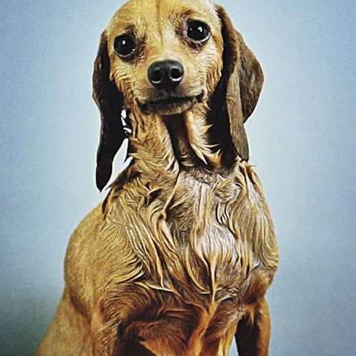 A freshly bathed dog with a damp coat