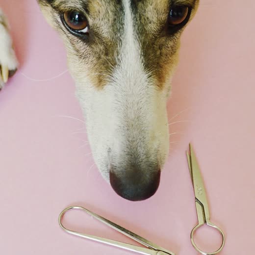 A dog's paw beside a pair of small nail clippers