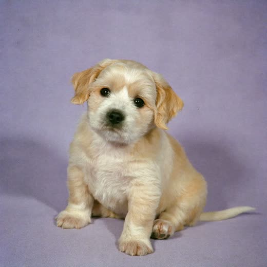 A puppy with a lightly tidied fluffy coat